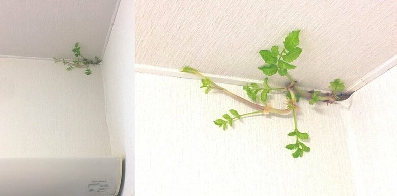 発見から4日目（8月11日）発見当初より葉が大きく、ツルも太くなっている