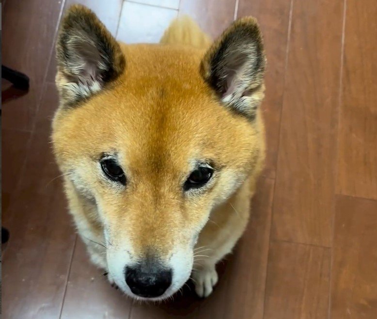 飼い主の前でおやつアピール