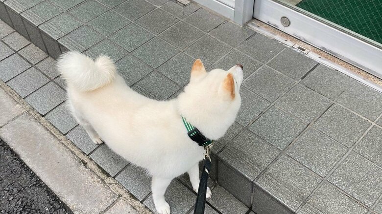 動物病院が好きで引き返した時の様子