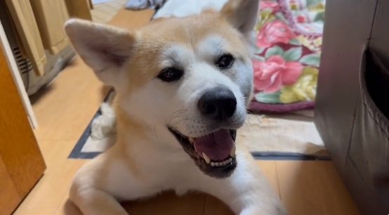 飼い主さんのお話を聞いている時の天ちゃん