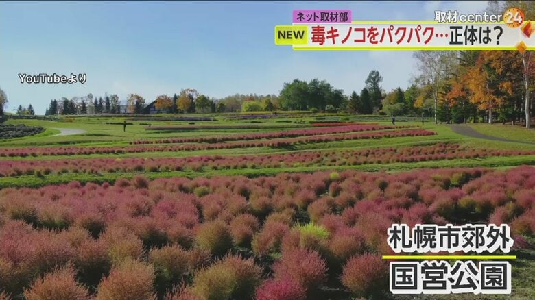札幌市郊外の国立公園で、ベニテングタケと、それを食べるエゾリスが見つかった