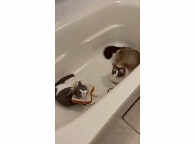 お風呂に先客（提供：コテツとまるさん）