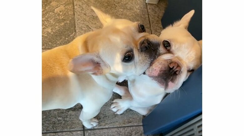 まるおくんはいつもタジタジ（左：はるくん　右：まるおくん）