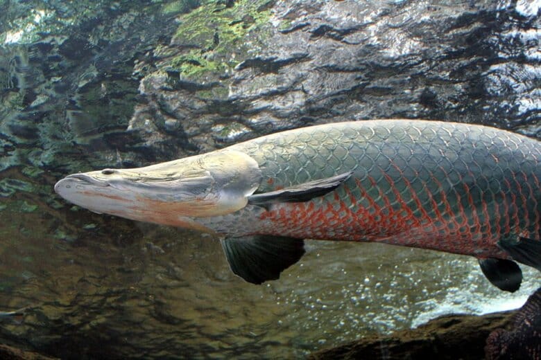 ピラルクー（提供：栃木県なかがわ水遊園）