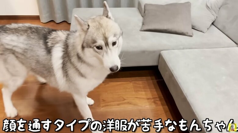 前日の試着の様子。ハースから逃げ回るもんちゃん