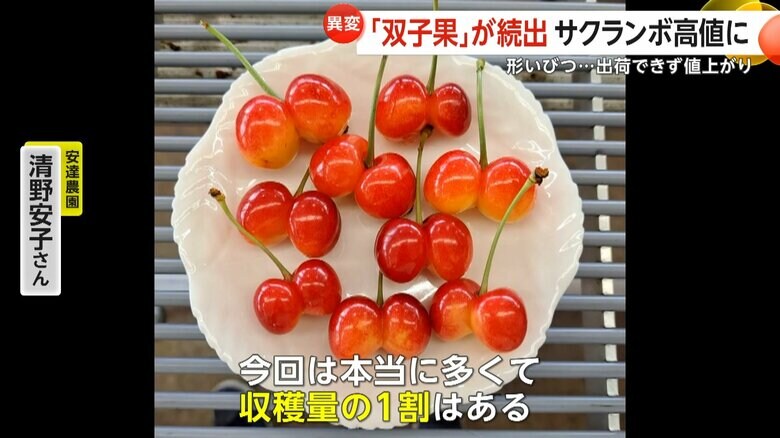 安達農園で収穫した「双子果」のサクランボ
