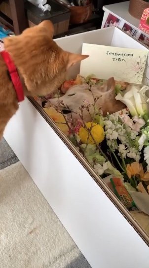 エンくんが旅立った時（提供：エンとちぃさん）