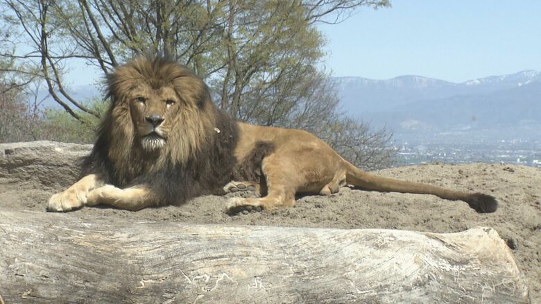 ライオンの丘　まもなくオープン