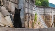 一人旅ときどき猫。全国の猫がいる街、似合う街10景【一人旅研究会の“日本”ノスタルジック写真館】