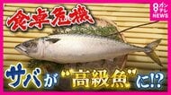 サバが高級魚に？漁獲量が10年で半減　仕入れ値も倍に…原因は『成長乱獲』漁獲枠見直しで「回復できます」と専門家