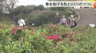 東村つつじ祭り　春の訪れを告げる5万本のつつじの花