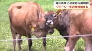 ジャージー牛、広々とした牧草地を走る！蒜山高原で初夏を呼ぶ風物詩「放牧」がスタート【岡山・真庭市】