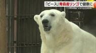 １１月５日は「いいリンゴの日」とべ動物園のアイドル・ピースに青森から初物リンゴの贈り物【愛媛発】