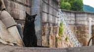一人旅ときどき猫。全国の猫がいる街、似合う街10景【一人旅研究会の“日本”ノスタルジック写真館】