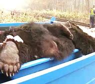 ヒグマと列車の衝突事故が”過去最多”前年の2倍超に…列車の運休や遅延が多発・安全確保のためハンターの手配も必要…死骸回収用の新兵器『クマキャッチャー』を独自開発＜JR北海道＞