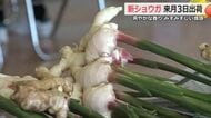 「ジンジャーエールにおすすめ」福井市で新ショウガの収穫スタート 爽やかな香りとみずみずしさ 10月3日から「越前ショウガ」として出荷