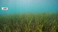 海のゆりかご「アマモ」で豊かな海を取り戻せ　東京・お台場で藻場作り…2026年春頃には50cmほどに成長