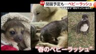 「何やっているのか」閉園予定の動物園で“ベビーラッシュ”…640匹が移動対象も半数以上めど立たず　違法営業指摘の「ノースサファリサッポロ」