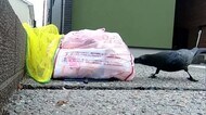 停電被害も引き起こす「カラスの巣作り」山陰両県で年間1600個も…撤去作業に密着（島根）