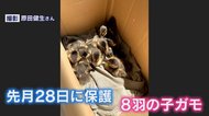 空からカモが降って来る!パン屋さん店頭で起こる不思議現象…その理由がわかった【福岡発】