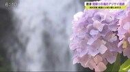 豪快な滝とのコントラストが楽しめる 見帰りの滝で約4万株のアジサイが見ごろ【佐賀県】