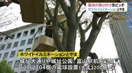 富山の冬の夜を彩る“ホワイトイルミネーションとやま”…電球取り付け進む 点灯式は来月1日