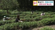 夏も近づく茶の収穫!「北限のお茶」檜山茶の収穫始まる 秋田・能代市
