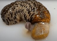 ナマコから勢いよく出てきた“エイリアン”が大暴れ…その生物の正体を聞いた