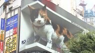 ビルの上に巨大三毛猫が なぜ? 街行く人ビックリ