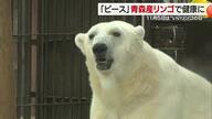 １１月５日は「いいリンゴの日」とべ動物園のアイドル・ピースに青森から初物リンゴの贈り物【愛媛発】