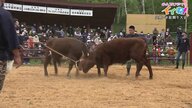 東北唯一の「闘牛大会」　ぶつかり合いに緊張感と熱気…勝ち負け”つけずとも迫力十分【岩手発】