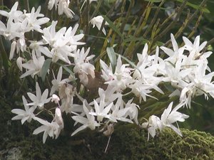 “白く可憐”で甘い香り…初夏に咲く“セッコク”の花が見頃 樹齢800年の御神木に根を張る