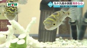 背中の8の模様 福を招く魚が登場 九十九島水族館海きらら【長崎県佐世保市】