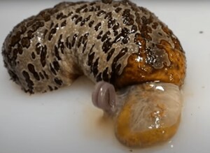 ナマコから勢いよく出てきた“エイリアン”が大暴れ…その生物の正体を聞いた