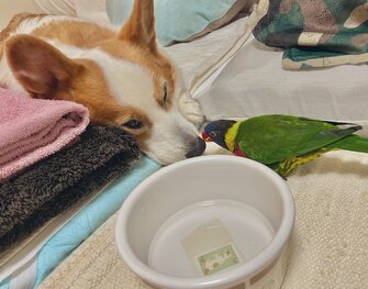耳を かじかじ して遊ぶ大胆不敵なインコと動じないおじいちゃん犬 2匹の友情について聞いた
