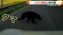 【独自】「クマが出没した」衝突した車大破　部品が飛び散るほどの衝…