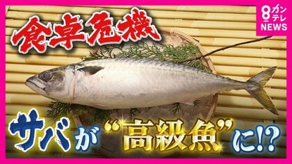 サバが高級魚に？漁獲量が10年で半減　仕入れ値も倍に…原因は『成長乱獲』漁獲枠見直しで「回復できます」と専門家