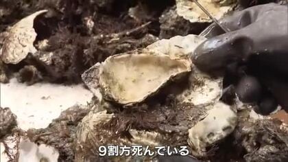 養殖カキ「９割方死んでいる」売上減重なり生活が…さぬき市の漁協関係者が市長に事業継続支援要請【香川】
