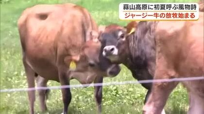ジャージー牛、広々とした牧草地を走る！蒜山高原で初夏を呼ぶ風物詩「放牧」がスタート【岡山・真庭市】