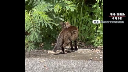 【貴重】“絶滅危惧種”イリオモテヤマネコに遭遇で大興奮！「昼間に撮影できるのは珍しい」