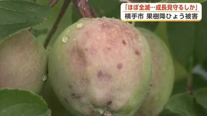 リンゴ「ほとんど全滅」　ひょう被害で肩落とす農家　「今後の生育見守るしかない」　秋田・横手市