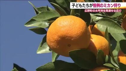 今年は甘くて大きく　福島・広野町の「ミカン」　子供たちが収穫し味わう　ジュースにして12月下旬販売へ