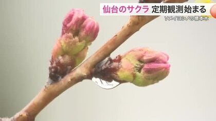 サクラ開花は３月３１日予想　気象台が観測開始　榴岡公園では「桜まつり」開幕〈仙台市〉