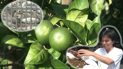 ミカンをおいしくする秘密はマグロにあり？　“もったいない”から始まった循環型の肥料づくり　今では静岡の特産品をより引き立てる大きな武器に