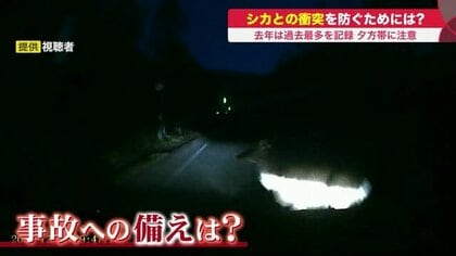 「シカとの衝突事故」多発　一瞬で修理費250万円…早朝と夕方は特に注意！保険で補償されないケースも【北海道発】