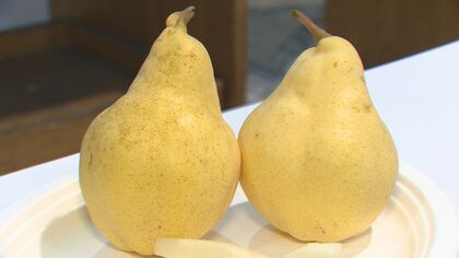 “食べ頃”はいつ？出荷最盛期！旬の「ルレクチエ」3つのポイント【新潟発】