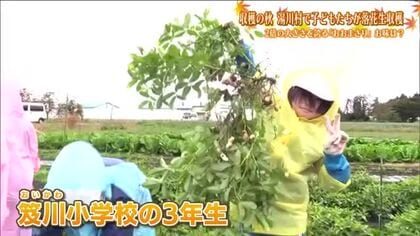 小学生が落花生を収穫　約2倍の大きさの「おおまさり」　塩ゆでで実りの秋を体感　福島・湯川村