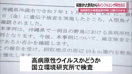 沖縄市で野鳥の鳥インフルエンザ確認　高病原性ウイルスか検査