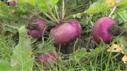 野生のサルに荒らされるも…「こんなにいっぱい採れるとは！」　在来野菜“温海カブ”小学生が収穫＆漬け込み【山形発】