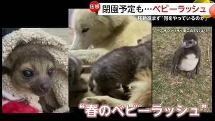 「何やっているのか」閉園予定の動物園で“ベビーラッシュ”…640匹が移動対象も半数以上めど立たず　違法営業指摘の「ノースサファリサッポロ」